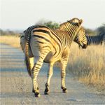 zebra xing